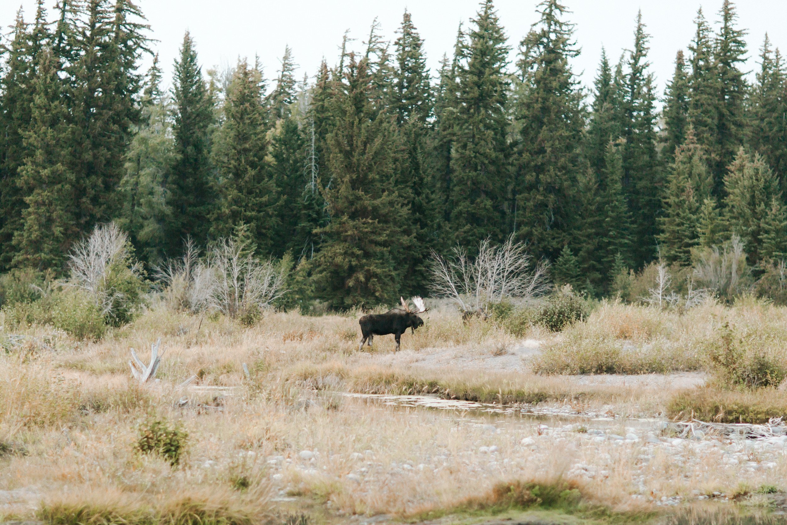 www.givingtreephotography.com-Tetonswedding_0085.jpg